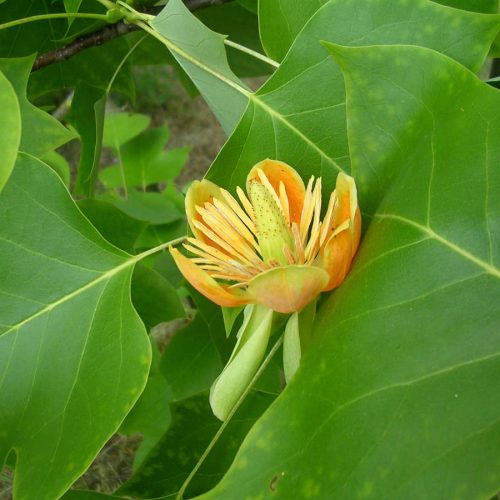 Fleur-exotique Fleur-exotique