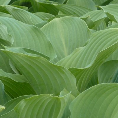 Feuilles vertes larges
