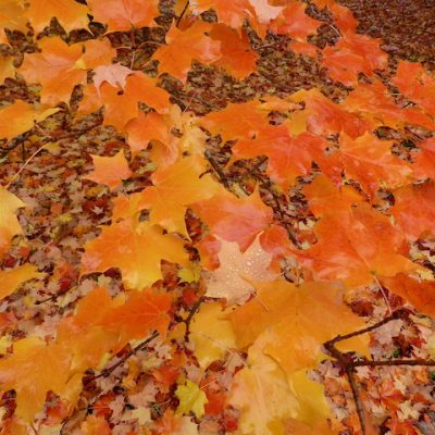 lmontceauphoto20151016_0152