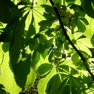 lmontceauphoto20160501_0158